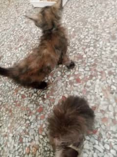 5 kitten for free