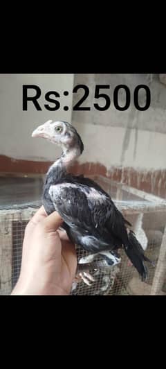 Quality Aseel patha