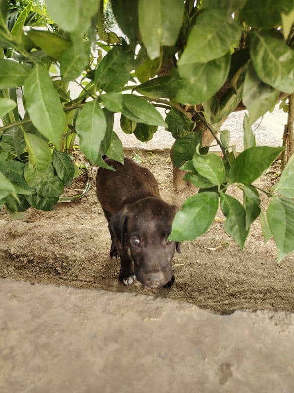 Pointer 2