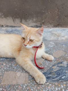 Persian mix