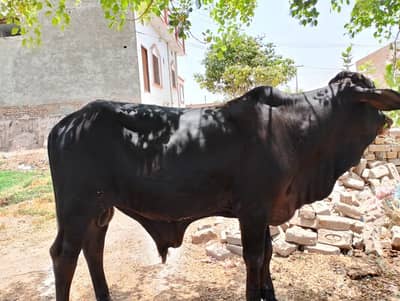 cholistani Bull calf