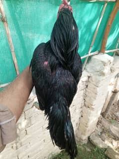 Mushka Aseel