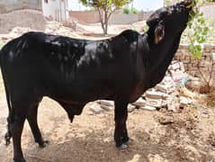 BEAUTIFUL CHOLISTANI CALF