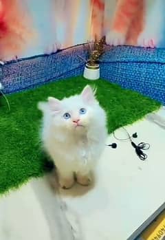 Persian
