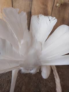 lacy pigen or asmani female