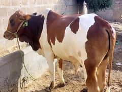Gai Bachra 3 lakh and 2 lakh 30 Hazar