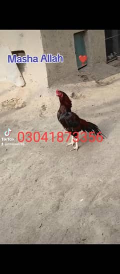 aseel eggs