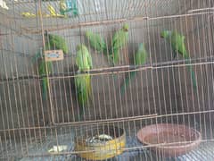 parrots for sale