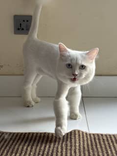 Cat name is Leo and