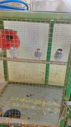 grey jawa French ek pair aur ek female