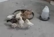 Aseel chicks mianwali home breed