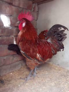 Golden MISIRI PAIR FOR SALE