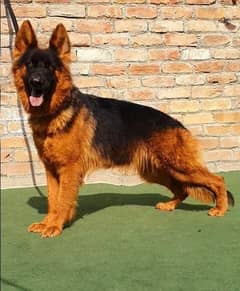 gurman shaft Dog Male My WhatsApp 03038430702