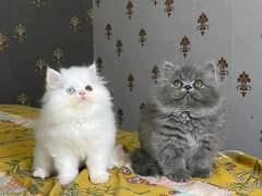 Persian cats My WhatsApp 03038430702