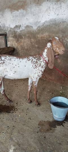 Goat for sale