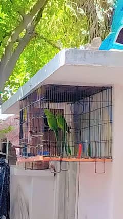 breading setup for sale 03171482760