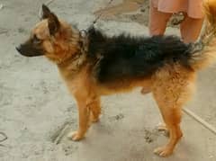 Belgium Shepherd Dog