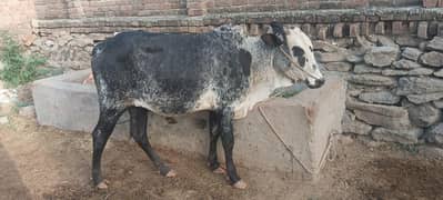 desi bull nd l healthy