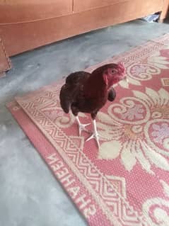 desi murgha