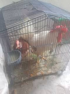 Desi murgi pair for sale