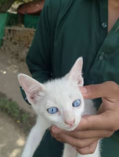 Persian female cat blue eyes