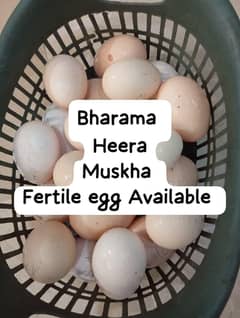 Heera