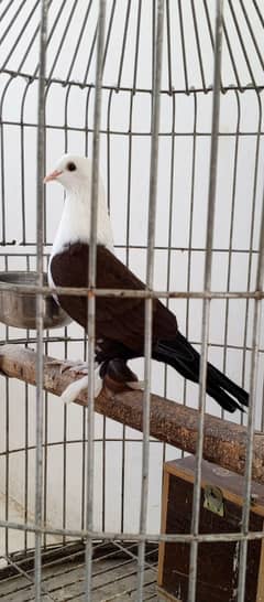 Karbalai