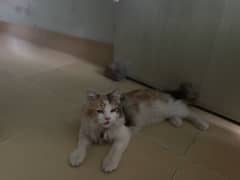 Persian cat