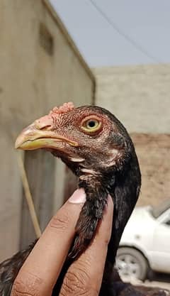 Aseel Chick