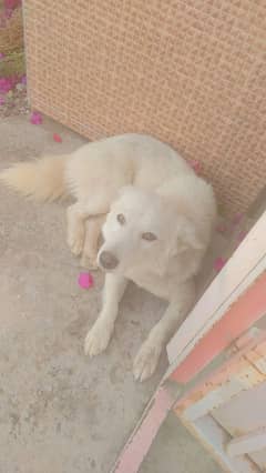 Dog for sale
