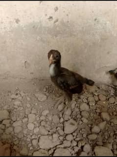 burmi chicks , best quality