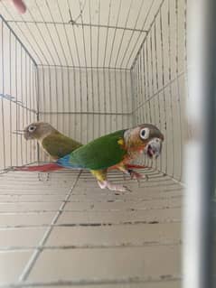 Conure breeder pair