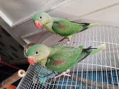 Raw parrot available