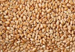 wheat/ gundum