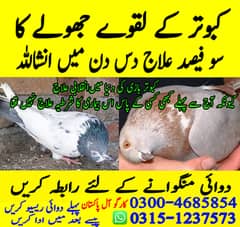 Pigeon kabotar Birds