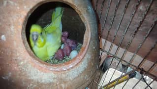 Australian red eyes parrots for sale