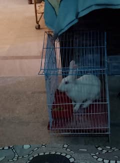 White Rabbit for sale