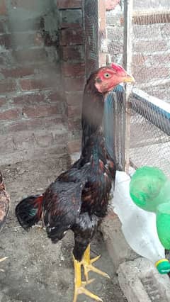 Pakistani
