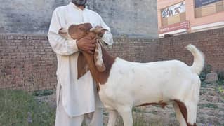 Male Goats for Qurbani/ Aqiqa