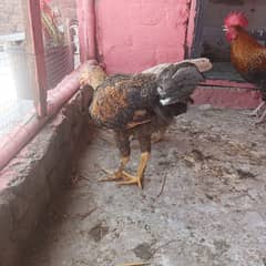 Desi for sale