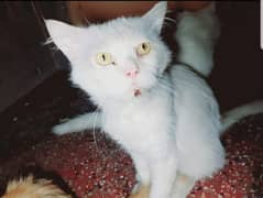 Snow - A white Persian Male Cat