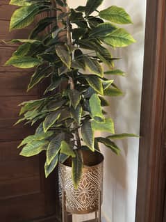Plants