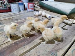 golden buff chicks