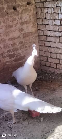 peacock breeder female