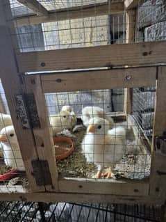 White Heavy Buff Polish and Silky chicks Available