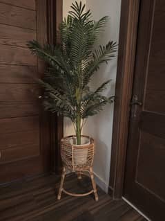 Plant