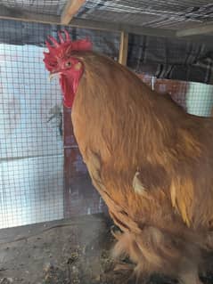 Golden Buff healthy and egg laying pair.