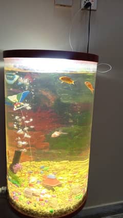 best large fish aquarium