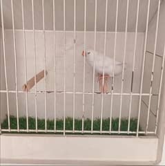 Charcoal Zebra Finch Female