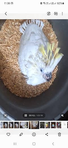 Bleu